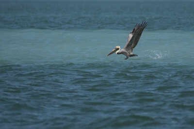 Brown-Pelican-File-Photo.jpg